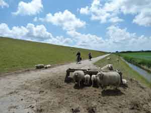 Insel Texel - Radvergnügen