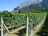 Weinberge um Maienfeld