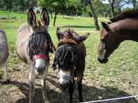Esel und Pferd